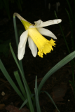 Narcissus pseudonarcissus RCP2-09 039.jpg